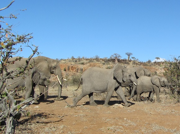 Elephants in Mapungubwe National Park