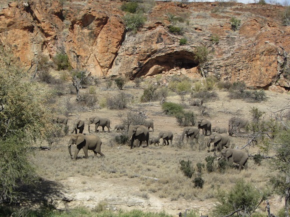 View of elephants passing by in valley overlooked by Leokwe Camp in Mapungubwe National Park
