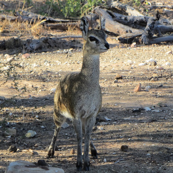 An alert klipspringer in Mapungubwe National Park