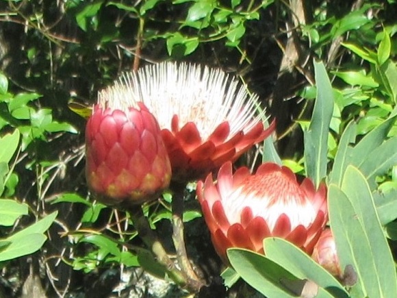 Proteas in the Drakensberg