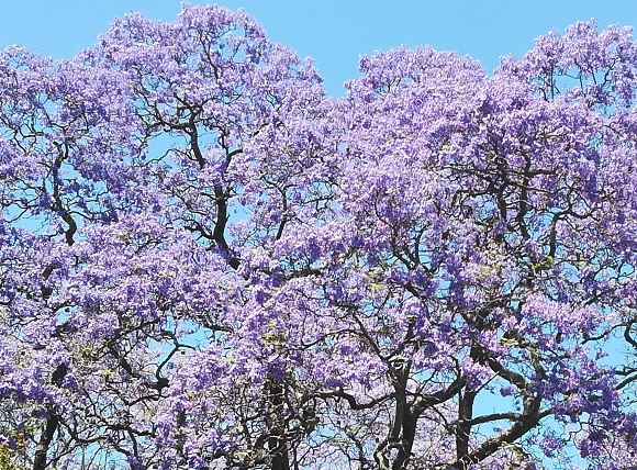 Jacaranda trees in Pretoria